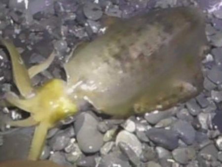 石津浜でエギング